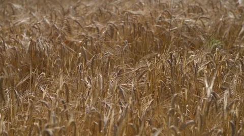 ECO crops in the Sun Stock Footage 60659226