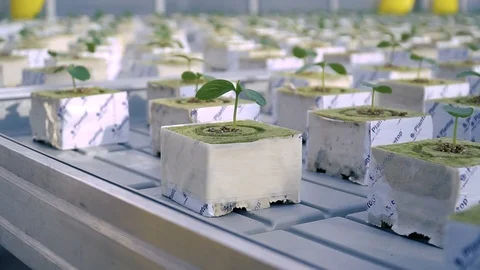 Eco-farm, greenhouse complex, growing vegetables in greenhouses 스톡 동영상 87004018