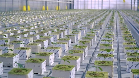 Eco-farm, greenhouse complex, growing vegetables in greenhouses Stock Footage 87004077