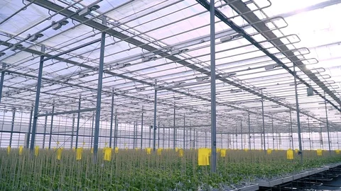 Eco-farm, greenhouse complex, growing vegetables in greenhouses Stock Footage 87004574