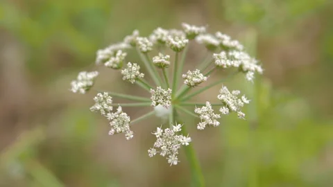 Eco Flower Green Stock Footage 135842963