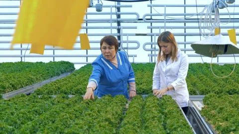 Eco food concept. Two female scientists examining crop in a greenhouse. Stock Footage