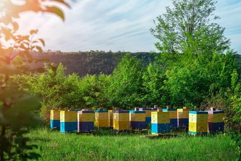 Eco-friendly apiary. An apiary where ecologically clean honey and other Stock Photos