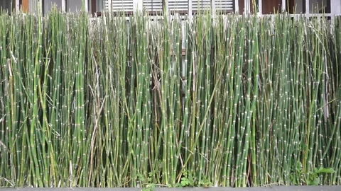 Eco-friendly architectural design with plants on balconies in a modern 動画素材 323694795