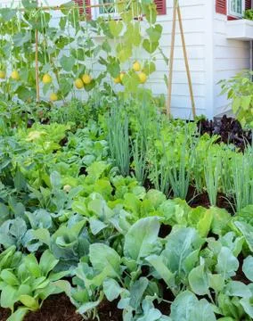 Eco-friendly backyard garden, vegetable and fruit garden Stock Photos