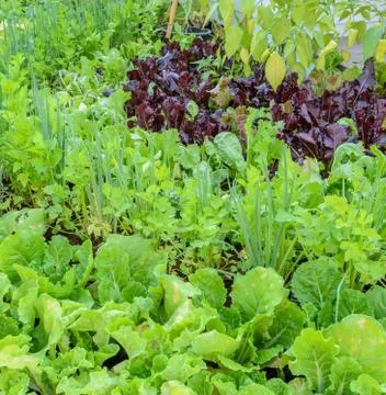 Eco-friendly backyard vegetable garden Stock Photos