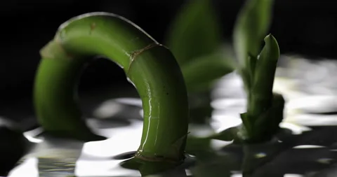 Eco friendly. Bamboo in water. Stock Footage 171272019