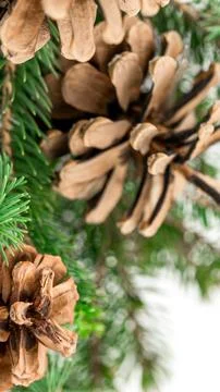 Eco friendly Christmas background border of natural pine cones and green fi.. Stock Photos