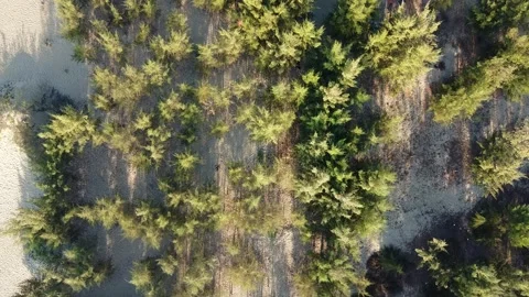 Eco friendly cottage nestled within tamarisk forest near coastal sandy terrain Stock Footage 328586660