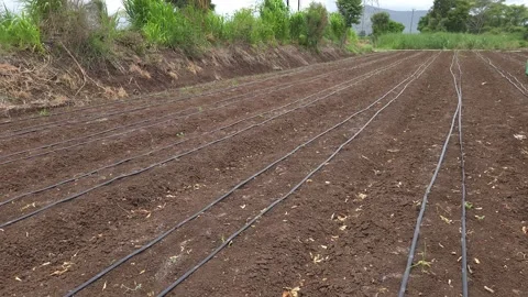 Eco-friendly drip irrigation loops weave through a living agricultural landscape Vídeo Stock 337180052