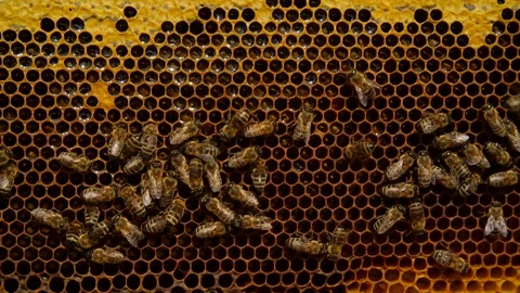 Eco-friendly food concept. Bees on honeycombs close up Stock Footage 160492000