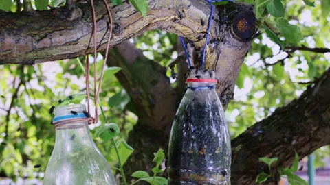 Eco-Friendly Fruit Fly Trap in a Garden Setting Video stock 312679143