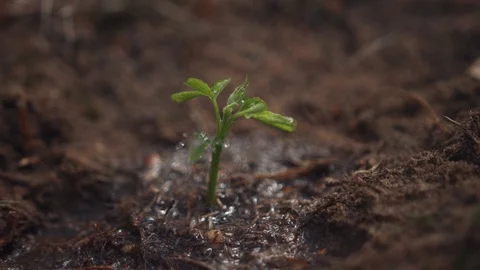 Eco-friendly garneding concept. Close-up of little green plant poured with water Stock Footage 112750951