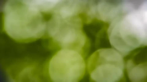 Eco Friendly Green Abstract Background, Defocused Botanical Nature Blur Foto stock