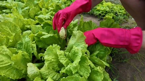 Eco Friendly Harvesting of Lettuce Stock Footage 288684182
