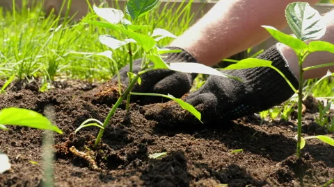 Eco-friendly life concept Stock Footage 156927767