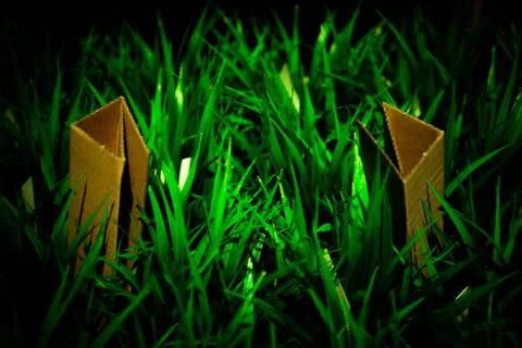 Eco-friendly material cardboard grows from grass cardboard in grass Stock Photos