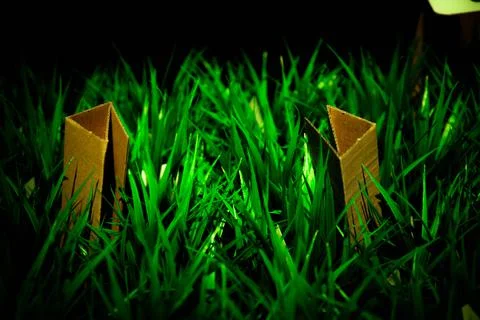 Eco-friendly material cardboard grows from grass cardboard in grass Stock Photos