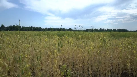 Eco-friendly pea field. How peas grow. Farm and plants Stock Footage 115350681