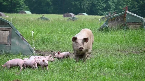 Eco friendly pig farm Stock Footage 276494041