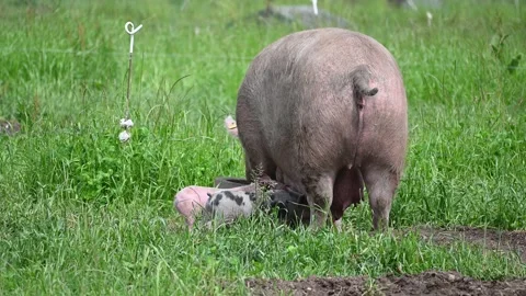 Eco friendly pig farm Stock Footage 276494056