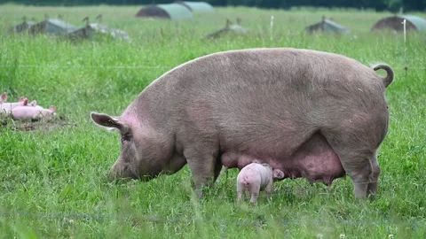 Eco friendly pig farm Video stock 276494065