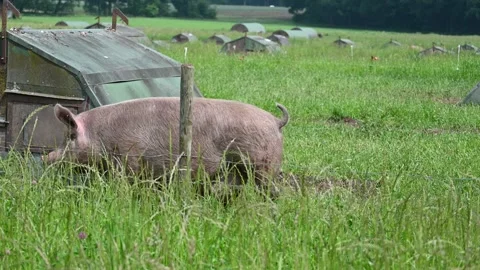 Eco friendly pig farm Video stock 276494324