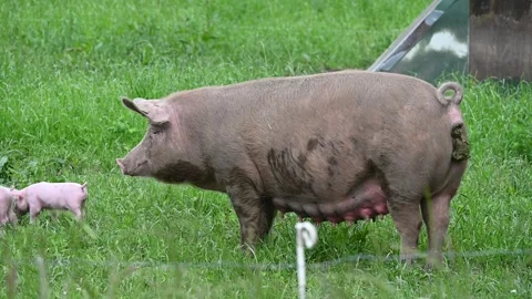 Eco friendly pig farm Stock Footage 276494515
