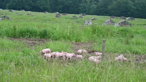 Eco friendly pig farm Video stock 276494552
