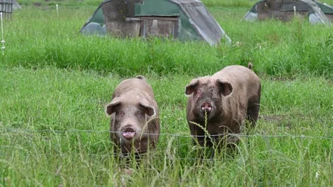 Eco friendly pig farm Video stock 276494565