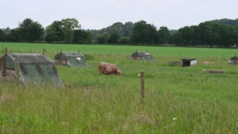 Eco friendly pig farm Stock Footage 276900093