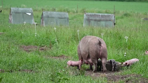 Eco friendly pig farm Stock Footage 276900094