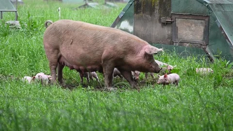 Eco friendly pig farm Stock Footage 276900099