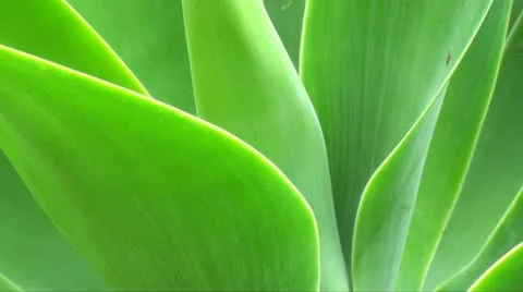 Eco friendly plant background Stock Footage 11239015