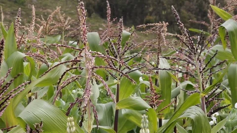 Eco Friendly Plantation Crop Moving at Wind Stock Footage 110329056