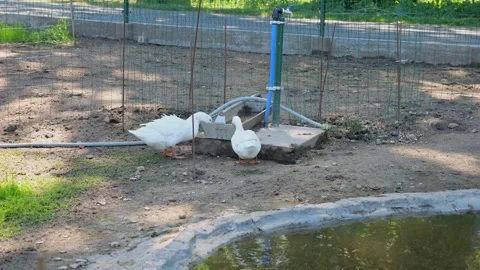 An eco-friendly poultry farm features geese walking in an enclosure with a .. Stock Footage 276884016