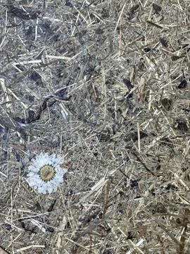 Eco-friendly tabletop made of pressed branches, grass, sawdust and flowers. Recy Stock Photos