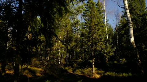 Eco-friendly walking through natural forest, cinematic. Video stock 309244332