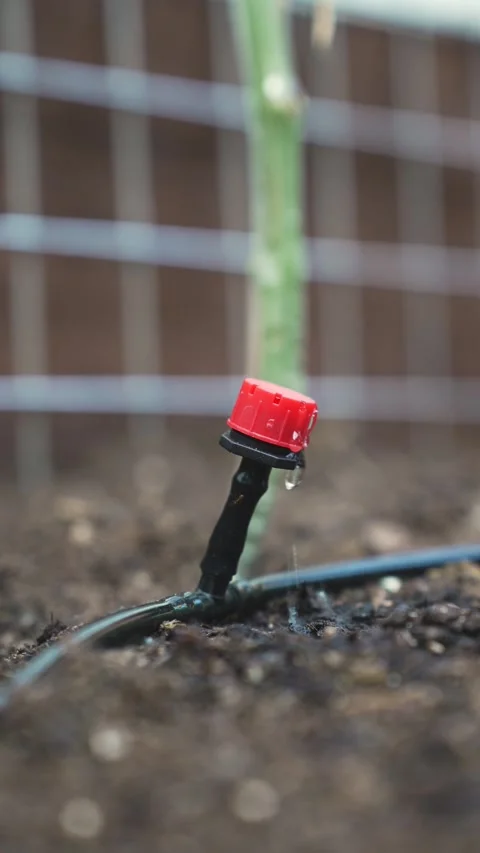 Eco-Friendly Watering Method in Organic Vegetable Garden Stock Footage 336689734