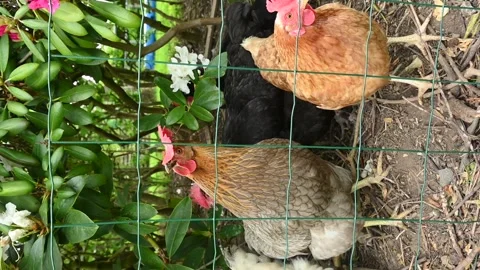 Eco lifestyle Видео 334719887