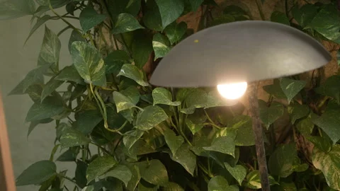 Eco-light: A Bulb Shining Through Green Leaves Video stock 242814767