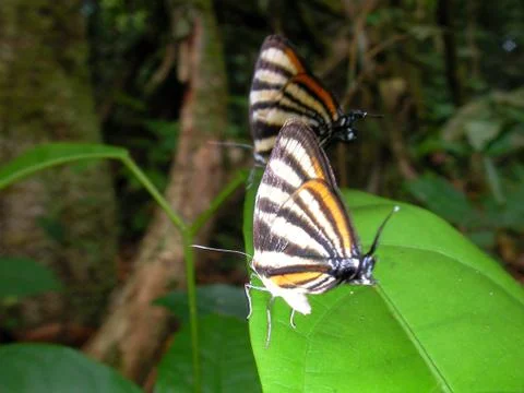 Eco lodge in the rainforest. Foto stock