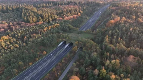 Eco passage is an infrastructure solution that allows wildlife to safely cross Vidéo 230964791