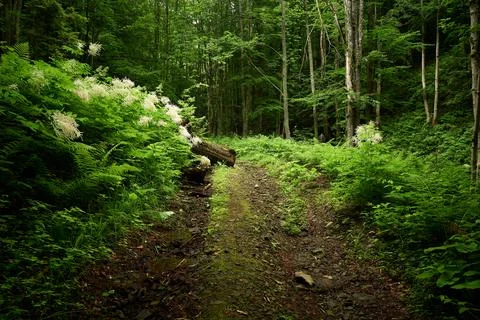 Eco path in the woods Stock Photos