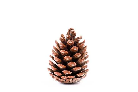 Eco pine cone isolate on white background Stock Photos