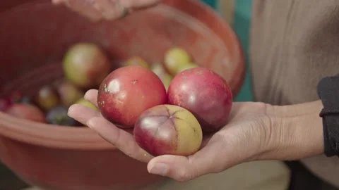Eco Tomatoes held in hand Stock Footage 163847278