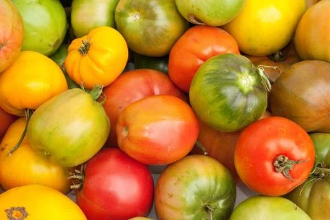Eco tomatoes Stock Photos