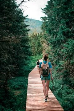 Eco-trail in the forest 스톡 사진