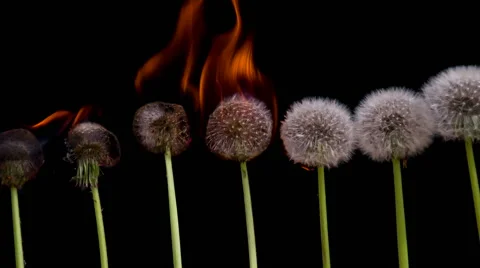 Ecocatastrophe HD Pro Video stock 50208284