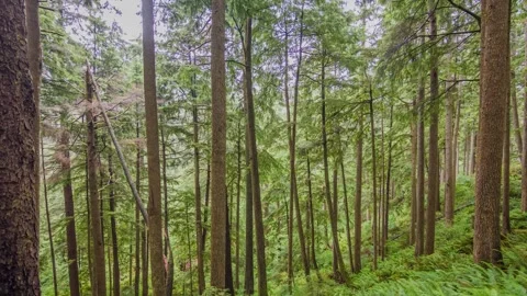 Ecola State Park Clatsop Loop Trail Forested Coastal Trail in Oregon with To Stock Footage 309314622